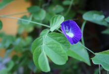 Tentang Bunga Telang (Clitoria ternatea L.)